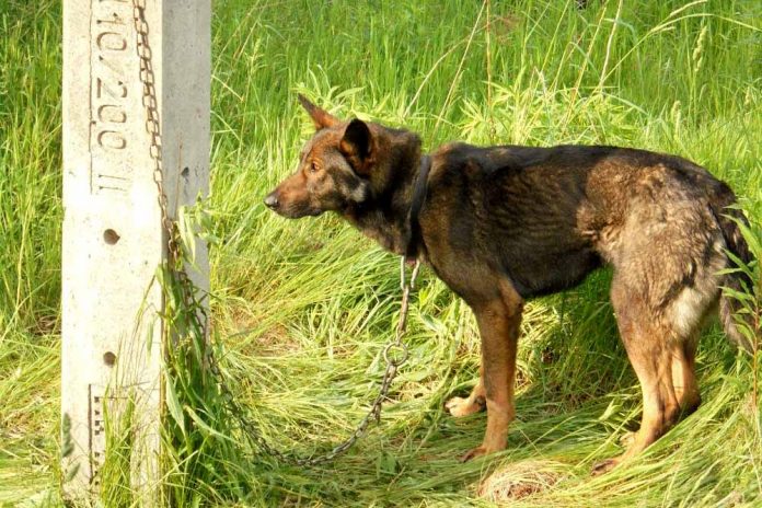 Przywiązał psa do słupa - wołomińscy policjanci szukają właściciela, fot: KPP Wołomin