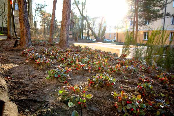 Skwer na Długiej w Zielonce pięknieje, fot: zielonka.pl
