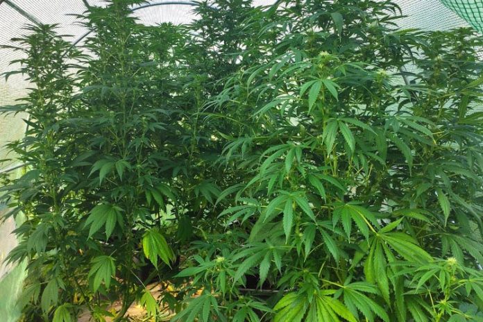 Dzielnicowy z Tłuszcza ujawnił plantację konopi, fot: policja.pl