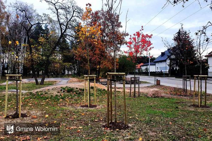Dbamy i sadzimy kolejne drzewa w Wołominie, fot: wolomin.org