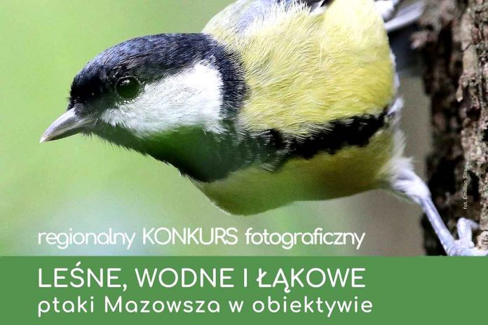 Leśne, wodne i łąkowe – ptaki Mazowsza w obiektywie, ilustracja: pbp.wolomin.pl
