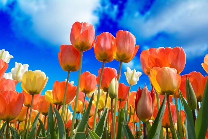 Kwiaty, tulipany, fot: pixabay.com