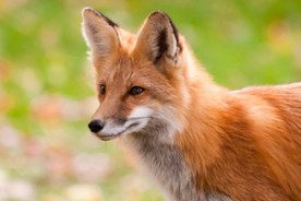 lis Kolejne przypadki wścieklizny u zwierząt wolno żyjących na terenie województwa mazowieckiego