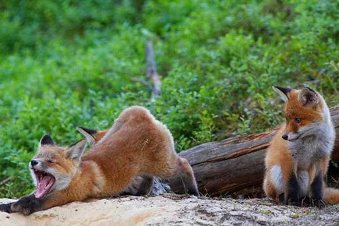 Lis pospolity Vulpes vulpes