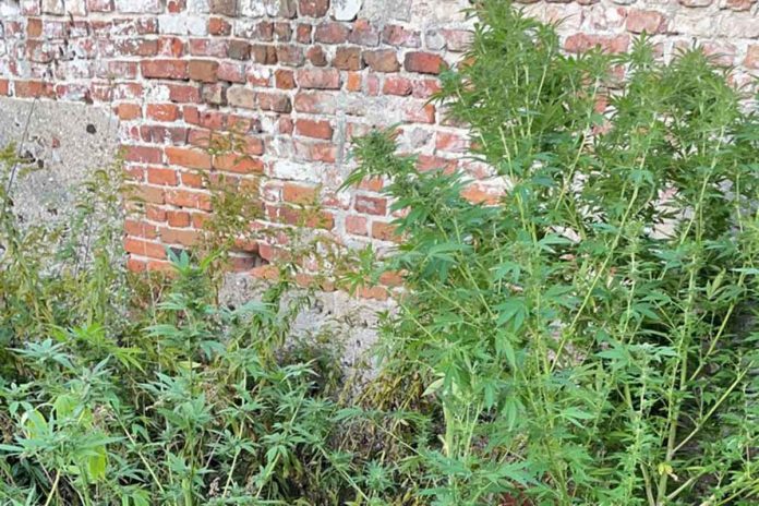 ujawnione i zabezpieczone przez funkcjonariuszy środki odurzające kadr