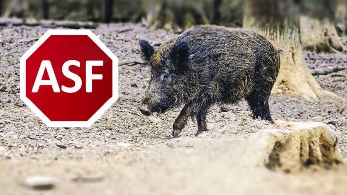 ASF znów w Markach, fot. marki.pl