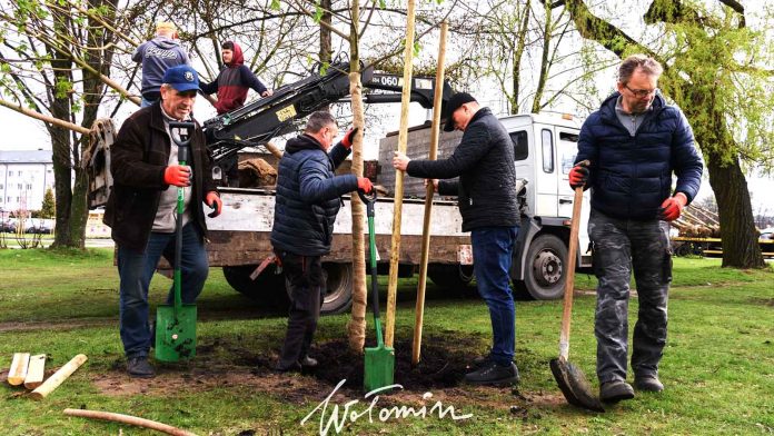 20 nowych kasztanowców na osiedlu Lipińska, fot. wolomin.org