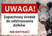 Marki walczą z dzikami. W mieście pojawią się specjalne odstraszacze zapachowe
