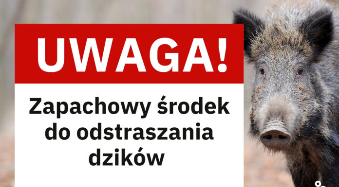 Marki walczą z dzikami. W mieście pojawią się specjalne odstraszacze zapachowe