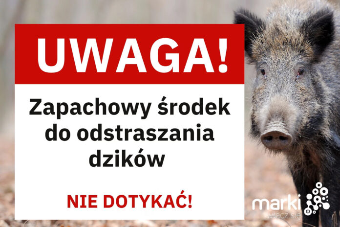 Marki walczą z dzikami. W mieście pojawią się specjalne odstraszacze zapachowe